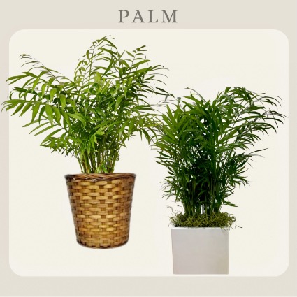 Palm Plant