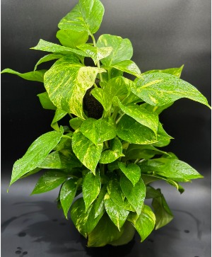 Pothos Designers Choice 
