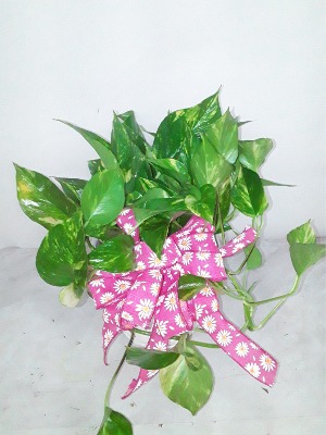 POTHOS (EPIPREMNUM) GREEN VINEY HOUSE PLANT 