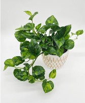 Pothos - Global Green Plant