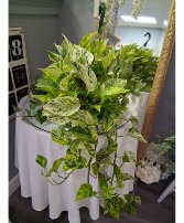Pothos Hanging  
