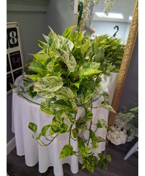 Pothos Hanging  