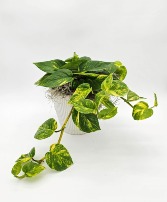 Pothos Hawaiian  Plant