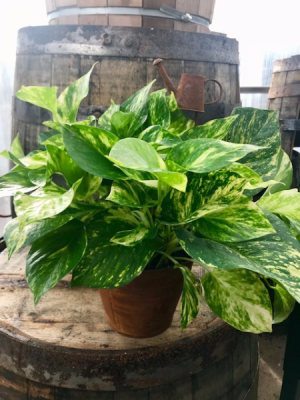 Pothos in a metal container Easy to care for plant in Balsam Lake, WI | BALSAM LAKE PRO-LAWN INC. Pothos in a metal container Easy to care for plant in Balsam Lake, WI | BALSAM LAKE PRO-LAWN INC.
