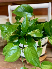Pothos in a wooden Container 
