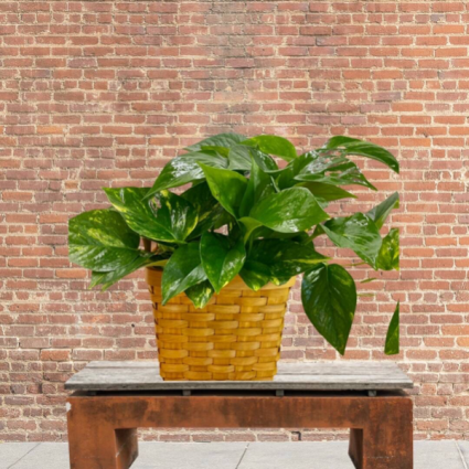 Pothos in basket
