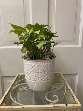 Pothos in keep sake planter