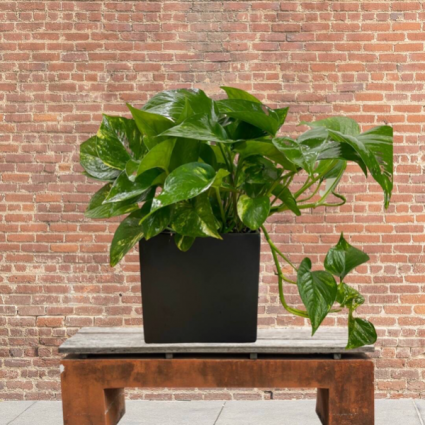 Pothos in pottery