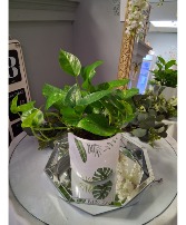 Pothos in upgraded pot 
