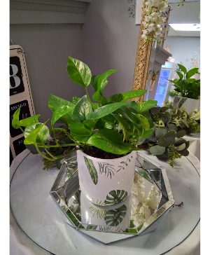 Pothos in upgraded pot 