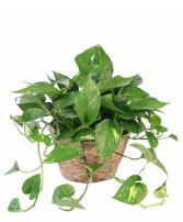 Pothos ivy 