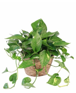 Pothos ivy 
