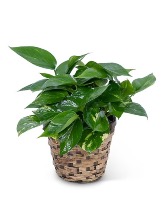 Pothos Ivy  Plant 