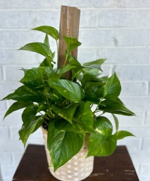 Pothos on Pole in Basket  