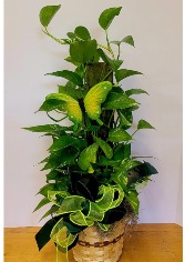Pothos on Pole plant plant