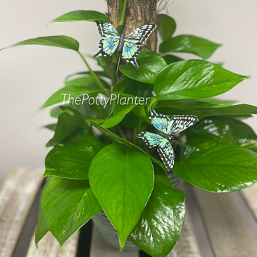 Pothos Plant