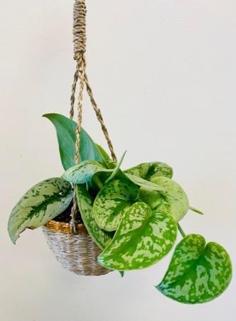Pothos (SOLD OUT) Plant in Roy, UT | Reed Floral Design