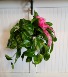 Pothos Plant