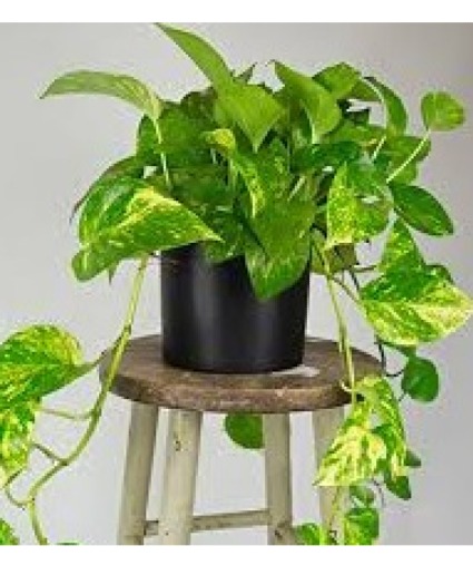 Pothos plant  