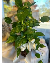 Pothos Plant