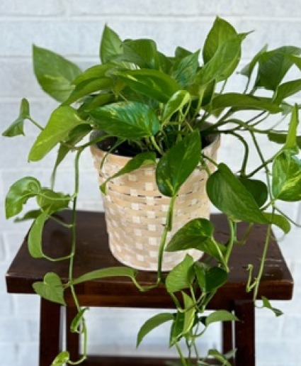 Pothos Plant in Basket  