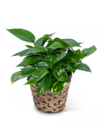 Pothos Plant in Basket Plant in Nevada, IA | Flower Bed