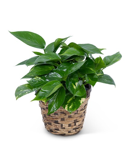 Pothos Plant in Basket Plant