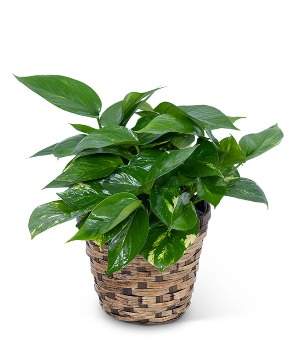 Pothos Plant in Basket Plant