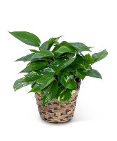 Pothos Plant in Basket Potted Plant