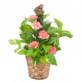 Pothos Plant on Pole with Fresh Accents Plant