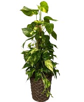 Pothos Plant  Plant Garden 