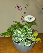 Pothos Plants