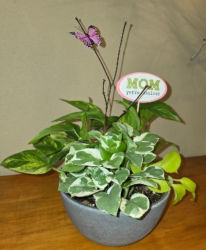 Pothos Plants
