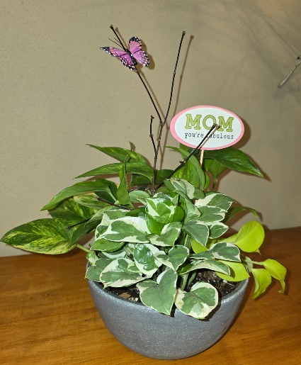 Pothos Plants