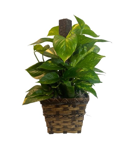 Pothos Pole Ivy Green Plant