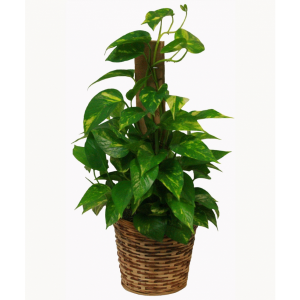 Pothos Pole Plant in Winston Salem, NC | RAE'S NORTH POINT FLORIST INC. Pothos Pole Plant in Winston Salem, NC | RAE'S NORTH POINT FLORIST INC.