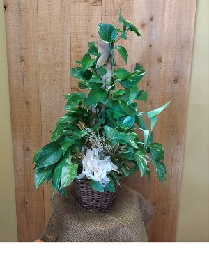 Pothos Pole with Botanical 