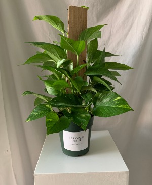 Pothos Potted. Plant plany