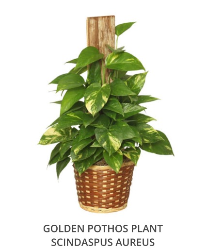 Pothos Rentals