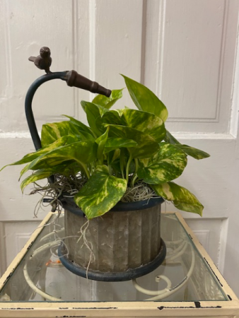 Pothos Spring Planter