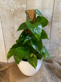Pothos Totem  6" diameter plant
