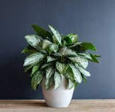 POTTED AGLONEMA HOUSE PLANT