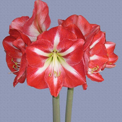 Potted Amaryllis Plant 2 to 3 bloom Flowering House Plant