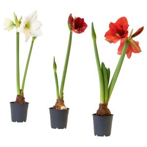 Potted Amaryllis - Various Colors Christmas Plant