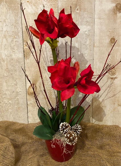 Potted Amaryllis with Double Bloom in 6 inch ceramic pot 