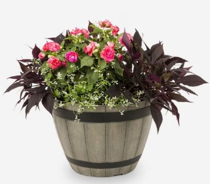 Potted Annual Mix