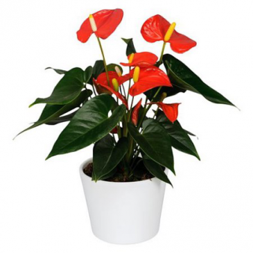 Potted Anthurium Plant Pink Red In Mazomanie, Wi - B-style Floral And Gifts