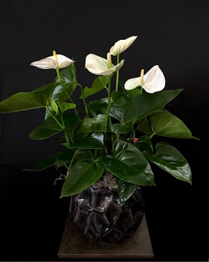 Potted Anthurium Plant