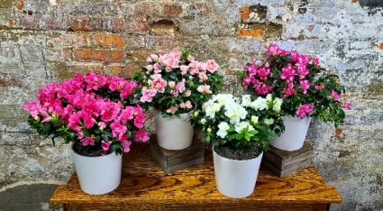 Potted Azalea