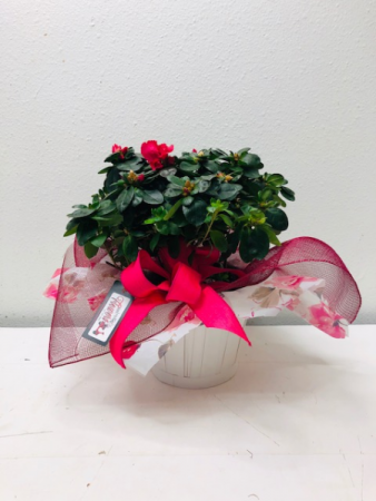 Potted Azalea Blooming Plant